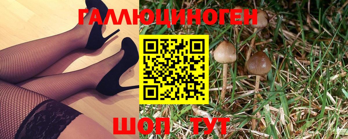Галлюциногенные грибы Psilocybine cubensis Тверь